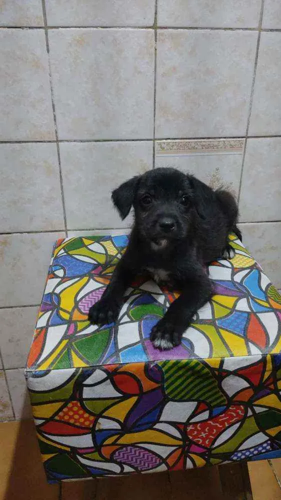 Cachorro ra a SRD idade Abaixo de 2 meses nome Sem nome