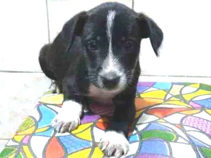 Cachorro ra a SRD idade Abaixo de 2 meses nome Sem nome