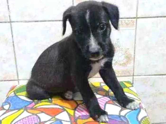 Cachorro ra a SRD idade Abaixo de 2 meses nome Sem nome