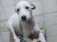 Branquinha