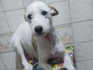 Cachorro raça SRD idade 1 ano nome Branquinha