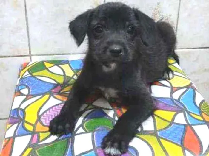 Cachorro ra a SRD idade Abaixo de 2 meses nome Sem nome