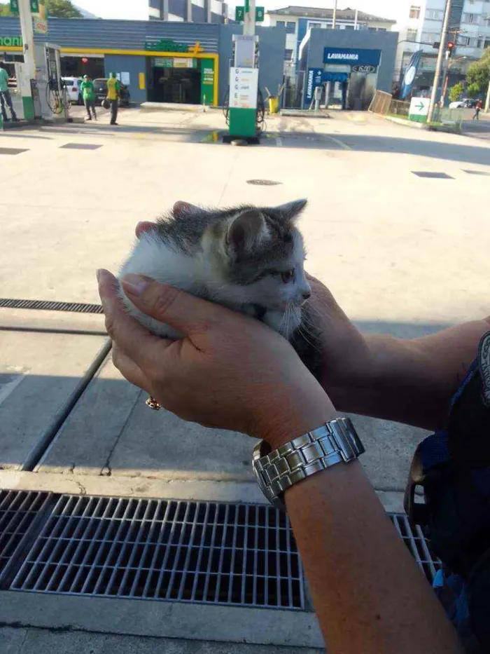 Gato ra a SRD idade Abaixo de 2 meses nome Sem nome