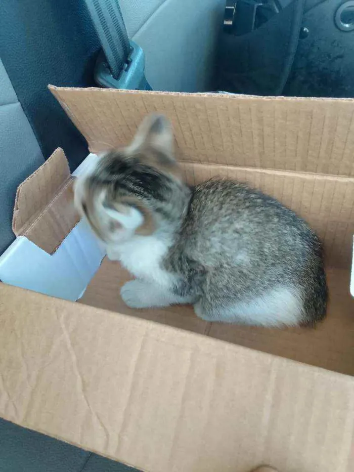 Gato ra a SRD idade Abaixo de 2 meses nome Sem nome