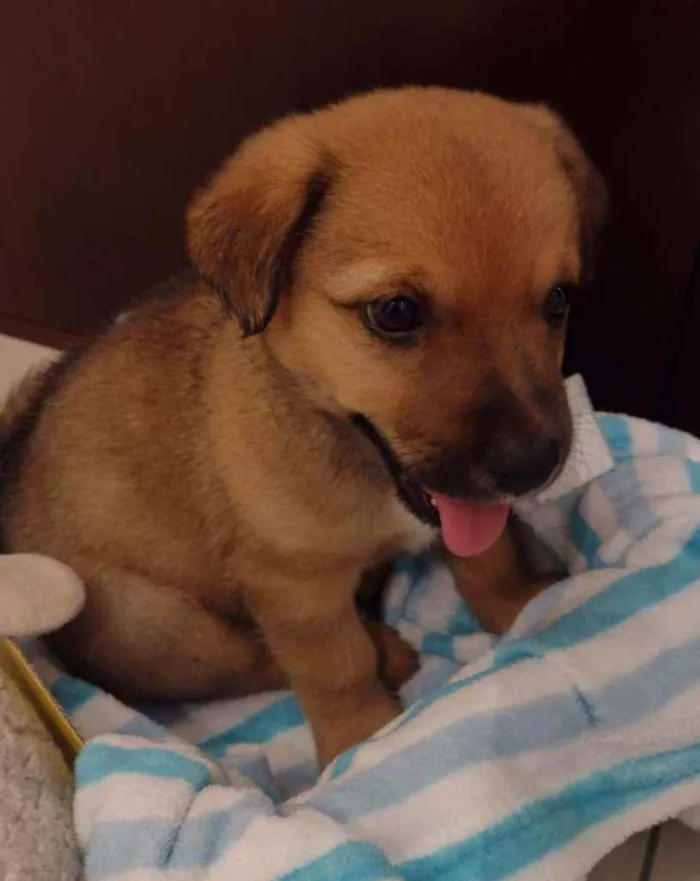 Cachorro raça Mix de chow chow idade Abaixo de 2 meses nome Sem nome