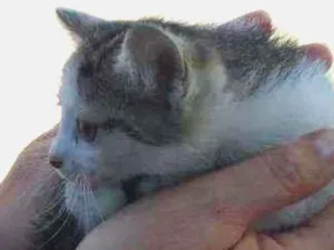 Gato raça SRD idade Abaixo de 2 meses nome Sem nome