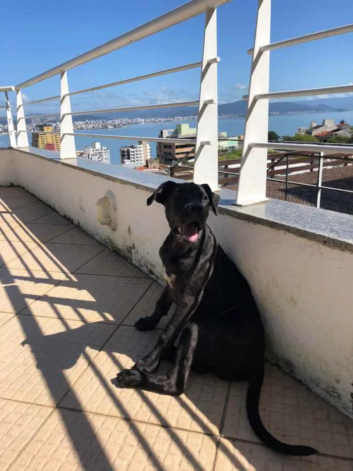 Cachorro ra a Dog Alemão idade 2 a 6 meses nome Sírius