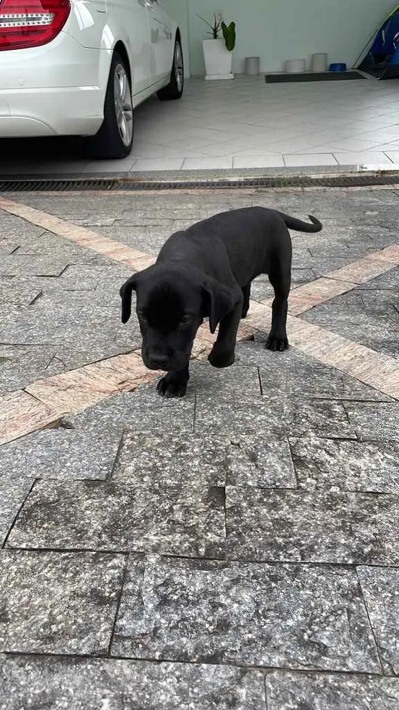 Cachorro ra a Dog Alemão idade 2 a 6 meses nome Sírius