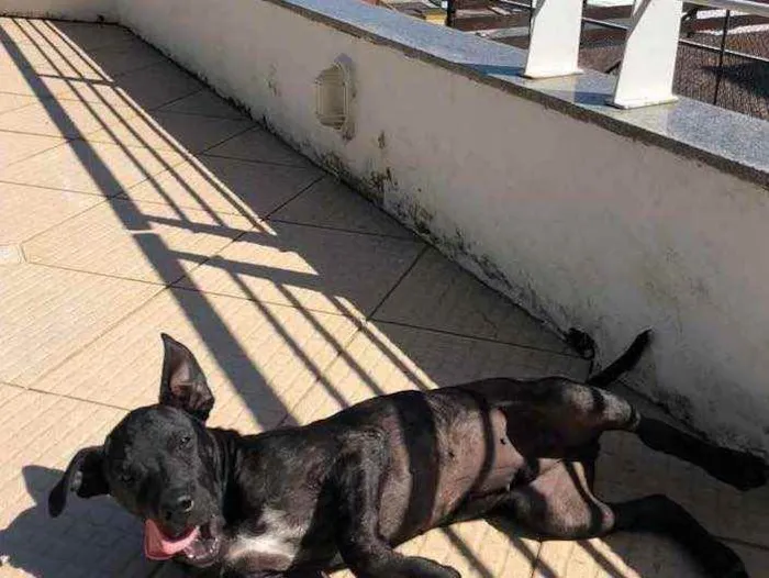 Cachorro ra a Dog Alemão idade 2 a 6 meses nome Sírius