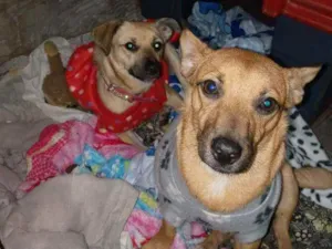Cachorro raça SRD idade 7 a 11 meses nome MEL & THEO