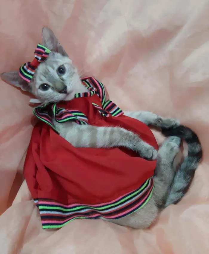 Gato ra a Sem raça definida.  idade 2 a 6 meses nome Linda