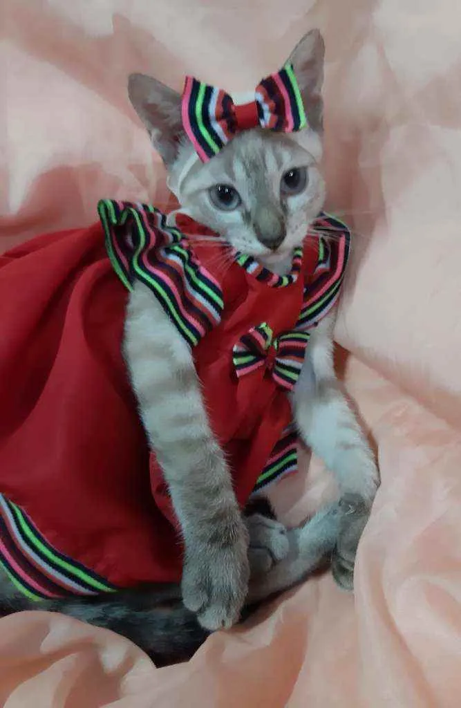 Gato ra a Sem raça definida.  idade 2 a 6 meses nome Linda