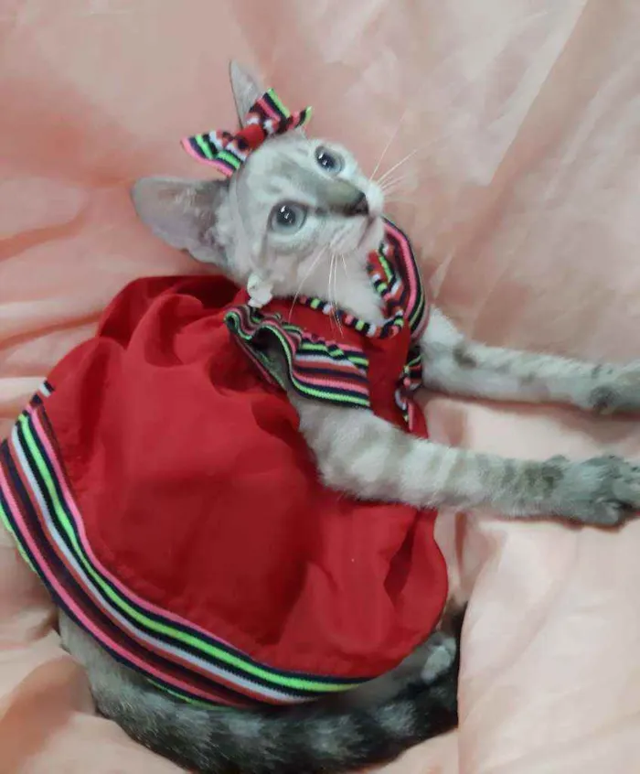 Gato ra a Sem raça definida.  idade 2 a 6 meses nome Linda