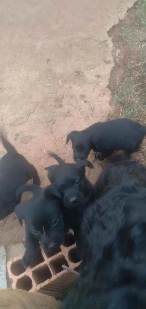 Cachorro raça Sr idade 2 a 6 meses nome Filhotes