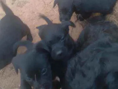 Cachorro raça Sr idade 2 a 6 meses nome Filhotes