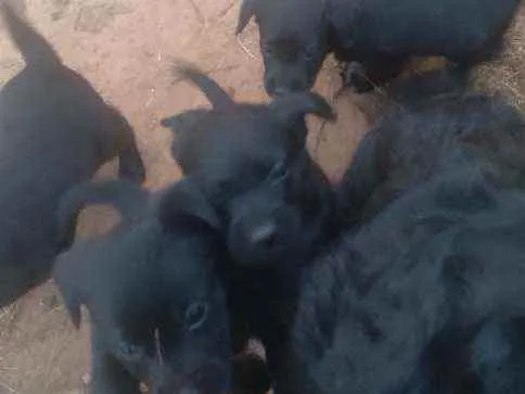 Cachorro raça Sr idade 2 a 6 meses nome Filhotes