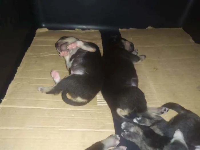 Cachorro ra a Vira lata idade 2 a 6 meses nome Filhotes