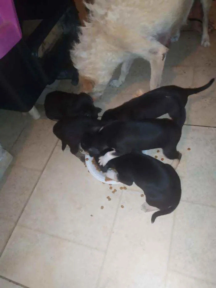 Cachorro ra a Vira lata idade 2 a 6 meses nome Filhotes