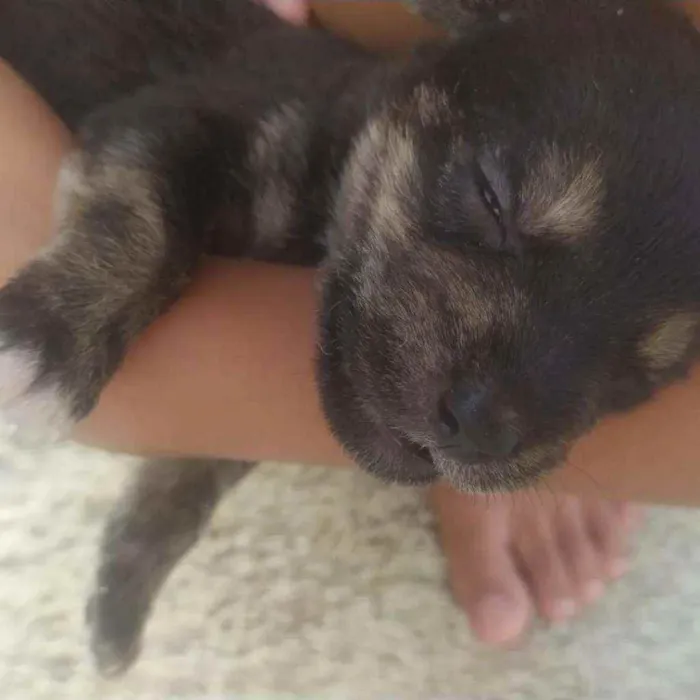 Cachorro ra a Vira lata idade 2 a 6 meses nome Filhotes