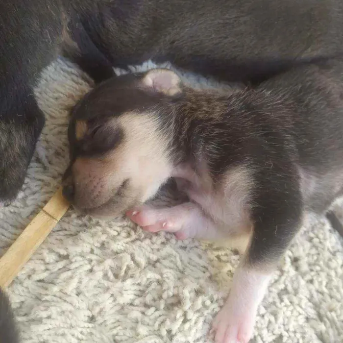 Cachorro ra a Vira lata idade 2 a 6 meses nome Filhotes