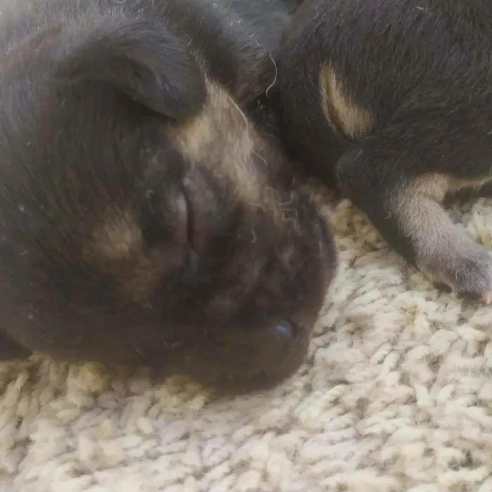 Cachorro ra a Vira lata idade 2 a 6 meses nome Filhotes