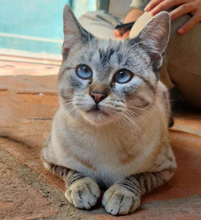 Gato ra a Srd idade 7 a 11 meses nome Bela