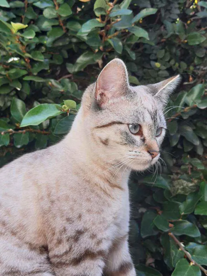 Gato ra a Srd idade 7 a 11 meses nome Bela