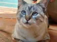 Bela