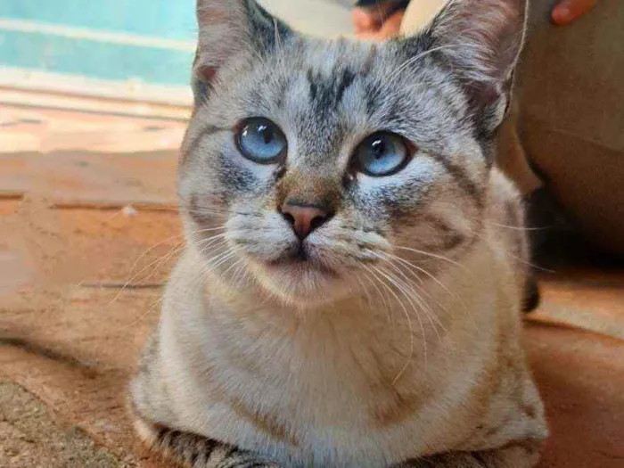 Gato ra a Srd idade 7 a 11 meses nome Bela