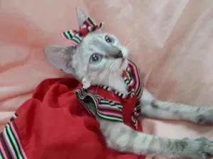 Gato raça Sem raça definida.  idade 2 a 6 meses nome Linda