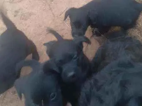 Cachorro raça Sr idade 2 a 6 meses nome Filhotes