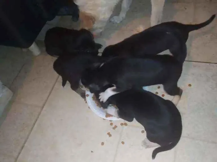 Cachorro ra a Vira lata idade 2 a 6 meses nome Filhotes