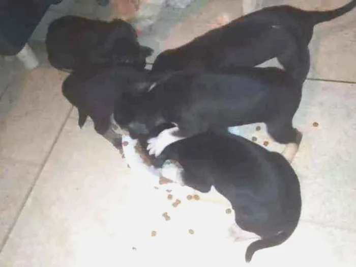 Cachorro ra a Vira lata idade 2 a 6 meses nome Filhotes