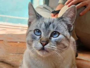 Gato raça Srd idade 7 a 11 meses nome Bela