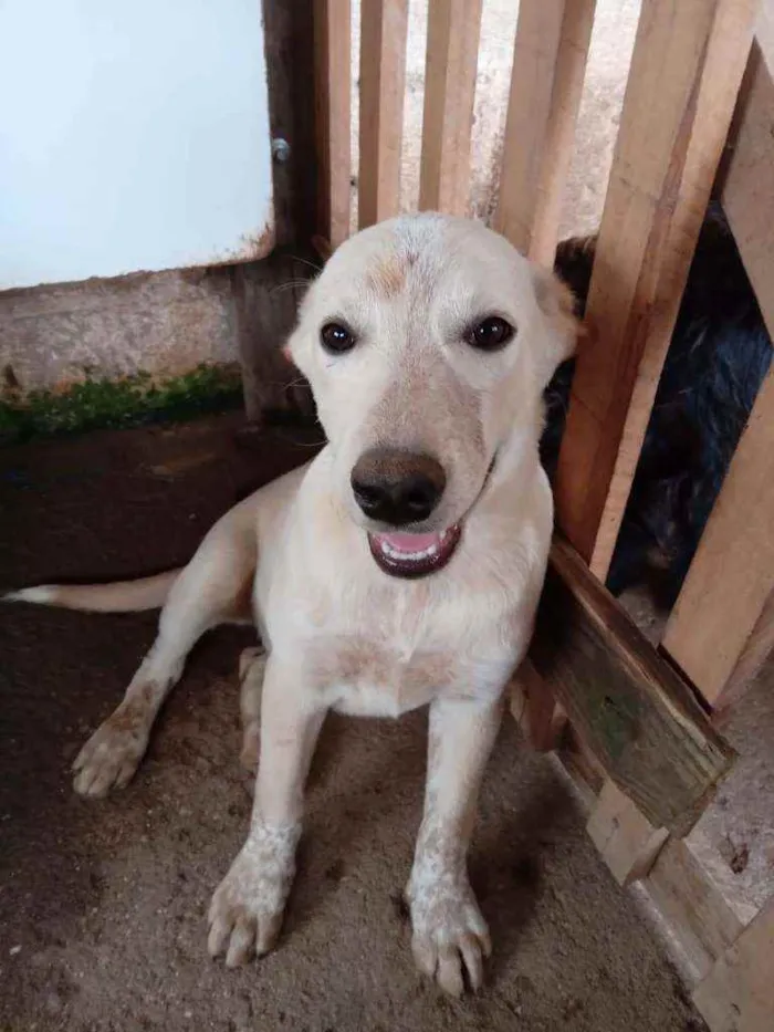 Cachorro ra a SRD idade 7 a 11 meses nome CLARINHA