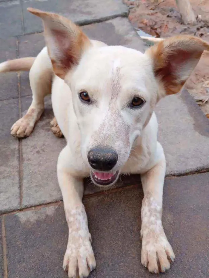 Cachorro ra a SRD idade 7 a 11 meses nome CLARINHA