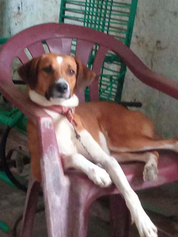 Cachorro ra a Vira lata  idade 2 anos nome Mel 