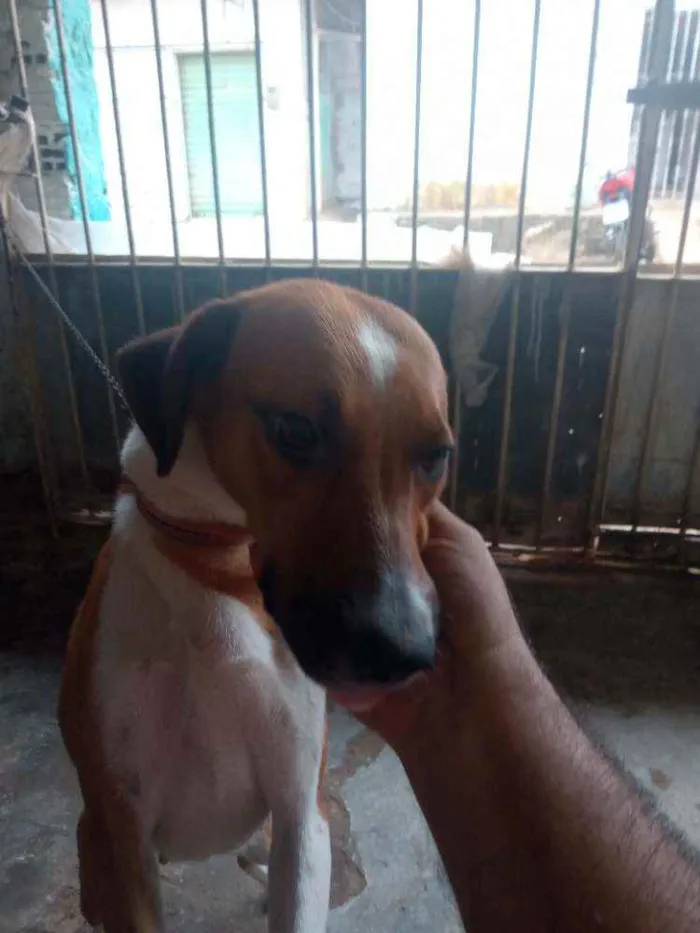 Cachorro ra a Vira lata  idade 2 anos nome Mel 