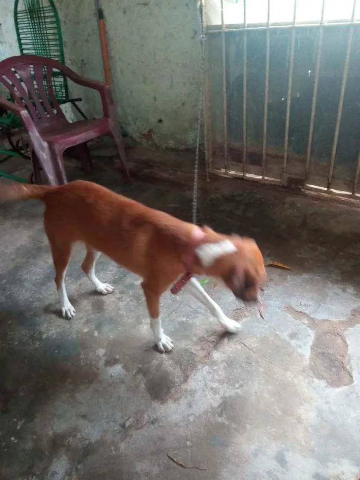 Cachorro ra a Vira lata  idade 2 anos nome Mel 