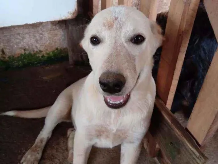 Cachorro ra a SRD idade 7 a 11 meses nome CLARINHA