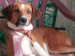 Cachorro raça Vira lata  idade 2 anos nome Mel 