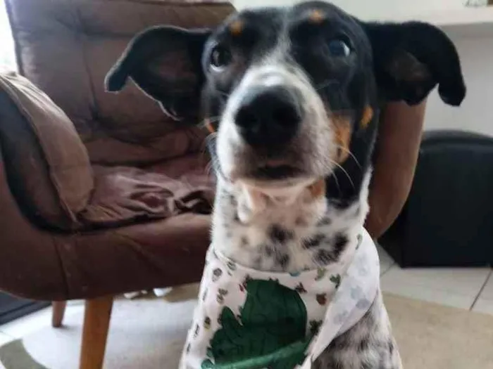 Cachorro ra a Srd idade 2 anos nome Malu