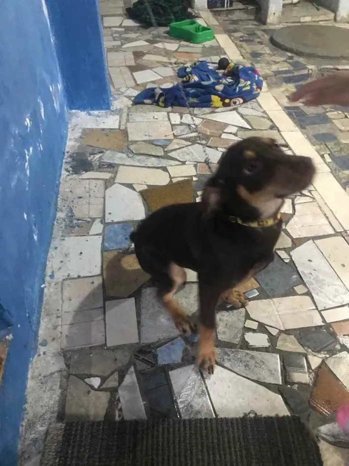 Cachorro ra a Salsinha idade 2 a 6 meses nome Nene