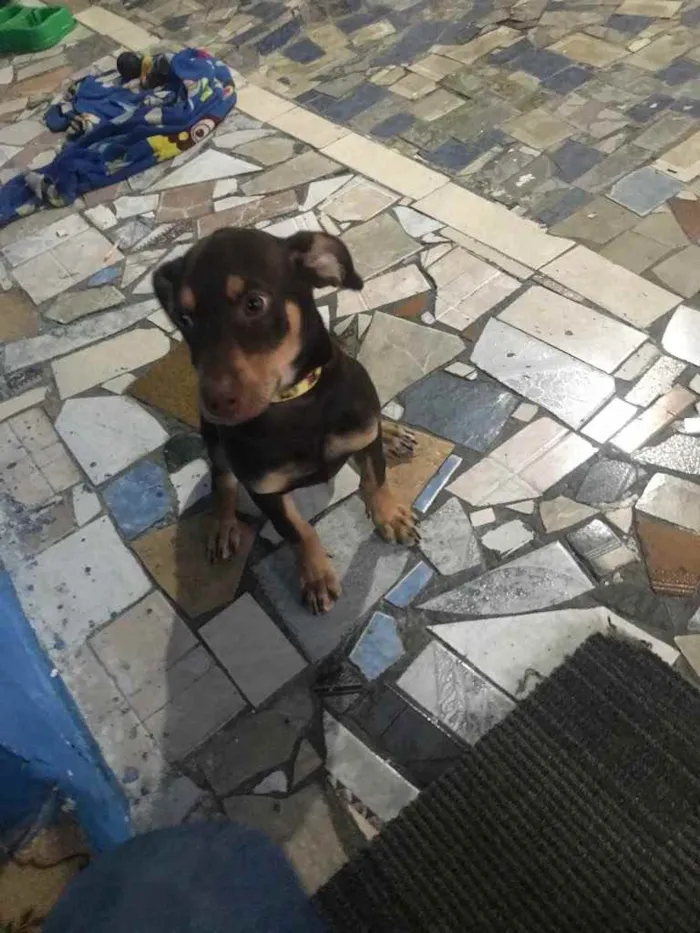 Cachorro ra a Salsinha idade 2 a 6 meses nome Nene