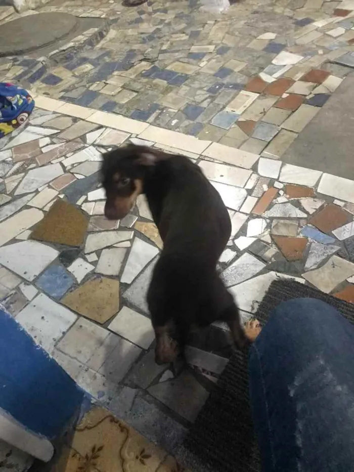 Cachorro ra a Salsinha idade 2 a 6 meses nome Nene