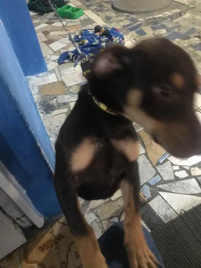 Cachorro ra a Salsinha idade 2 a 6 meses nome Nene