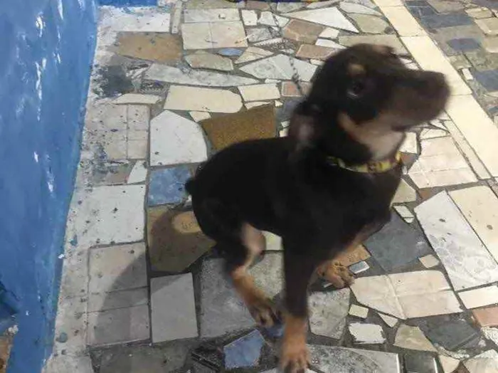 Cachorro ra a Salsinha idade 2 a 6 meses nome Nene