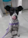 Malu