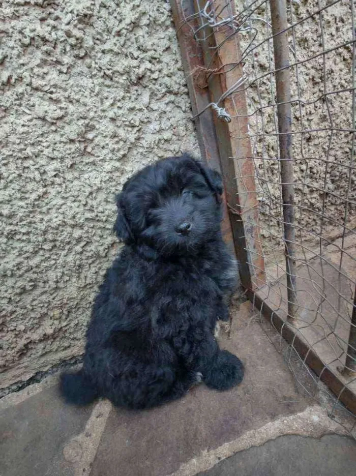 Cachorro raça Vira lata idade Abaixo de 2 meses nome Princesa
