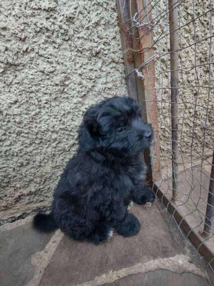 Cachorro raça Vira lata idade Abaixo de 2 meses nome Princesa